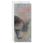 Exotic Betta Fish Looking At me rack cards