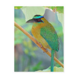 Exotic Bird Postcard