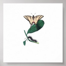Exotic Butterfly Poster
