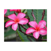 Exotic Flowers, Frangipani at Singapore Botanic... Post Card