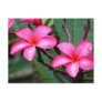 Exotic Flowers, Frangipani at Singapore Botanic... Post Card