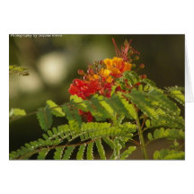 Exotic Orange & Yellow Floral Card