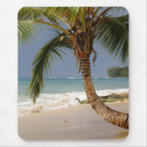 exotic palm tree on beach