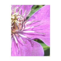 Exotic Purple Flower Post Cards