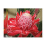 Exotic Red Torch Ginger flower Postcard
