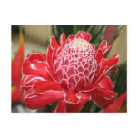 Exotic Red Torch Ginger flower Postcard
