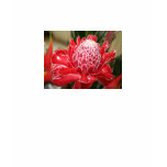 Exotic Red Torch Ginger flower V Neck shirt