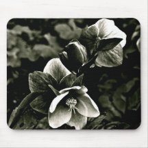 EXOTIC TREE FLOWERS IN BLACK AND WHITE MOUSE PADS