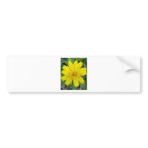 Experience the Beauty Bumper Sticker