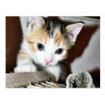 Exploring Kitten Post Card