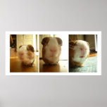 Expressions of a Guinea Pig posters