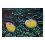 exquisite butterfly fish in coral cards