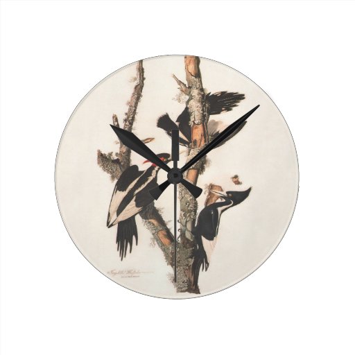 Audubon Bird Prints Woodpecker