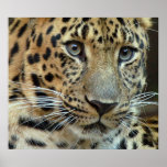 Extinction Print