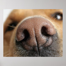 Extreme close-up of a dog nose. print