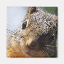 Extreme Closeup Squirrel Picture Magnet