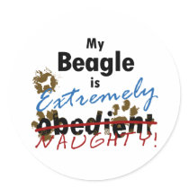 Extremely Naughty Beagle