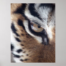Eye of a Tiger Poster