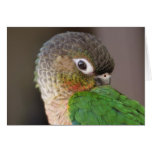eye of the bird holder cards