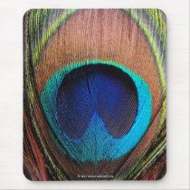 Eye of the Peacock Feather Close-Up