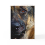 Eye of the Shepherd Cards