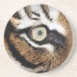 Eye Of The Tiger Coaster