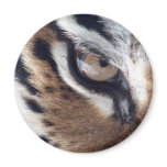 Eye of the Tiger magnets