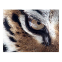 Eye of the Tiger Postcard
