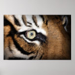 Eye of the tiger print