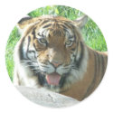 Eye of the Tiger Sticker