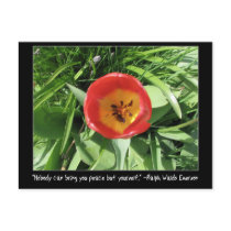 Eye of the Tulip