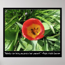 Eye of the Tulip