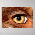 Eye posters
