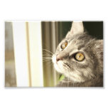 Eye See the Stars Photographic Print
