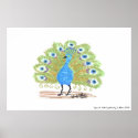 Eyes of India Peacock by Wendy C. Allen posters