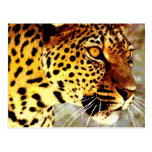 Eyes of Leopard Postcard
