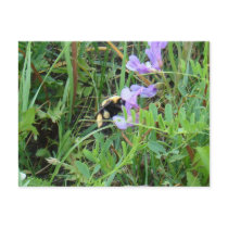 F0002 Wild Bee Postcards