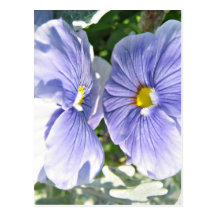 Facing Pansies Post Card