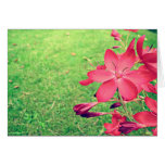 Faded Blooms Greeting Cards
