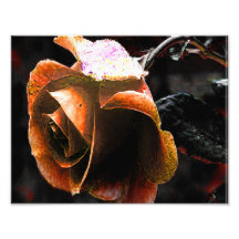 Faded Rose Photographic Print