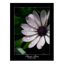 Faerie Tears Postcard