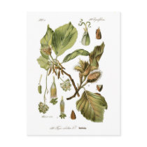 Fagus silvatica (Beech) Postcards