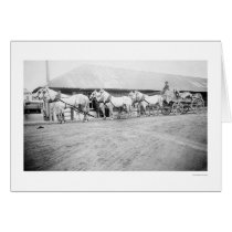 Fairbanks Horse Team 1915 Cards