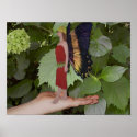 Fairy In My Hand posters