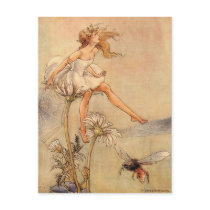 Fairy on a Daisy - Postcard