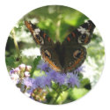 Fairy Tale Buckeye stickers