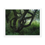 Fairy Tree postcards