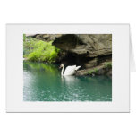 Fairytale Swan Cards