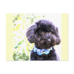 Faithful Loving Friend