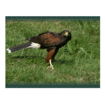 Falcon Post Card